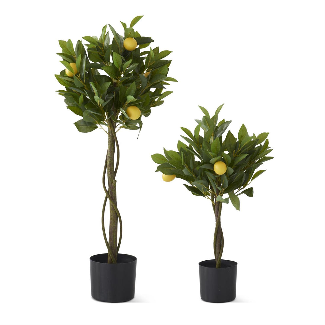Lemon Tree