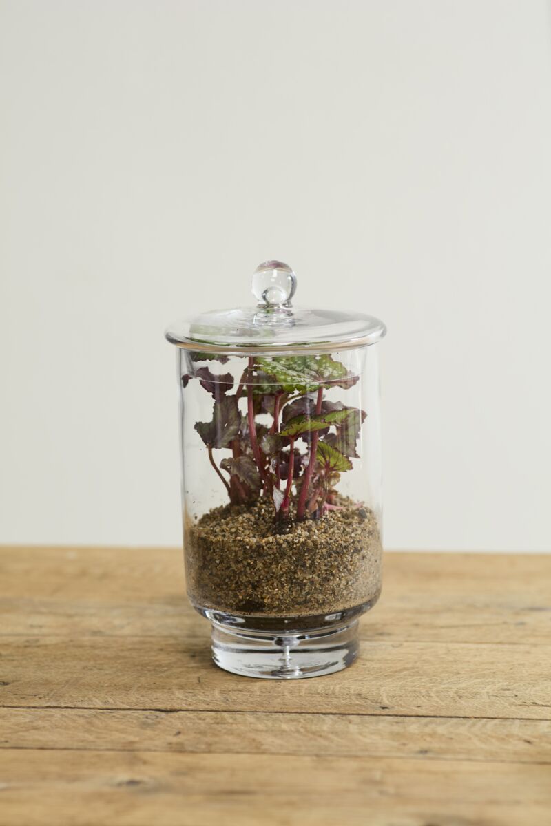 Asteridge Terrarium