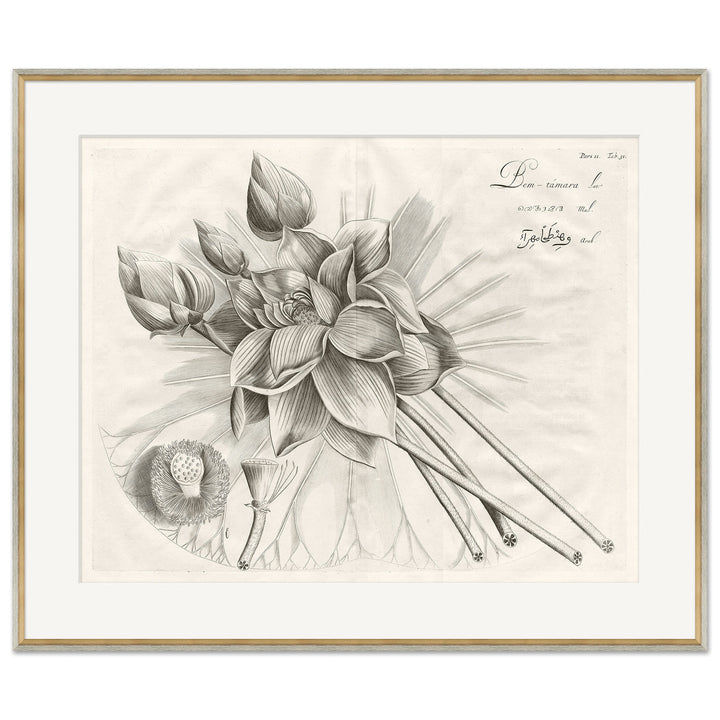 Custom Brittanica Botanica I | Art 38.25" x 32.25"