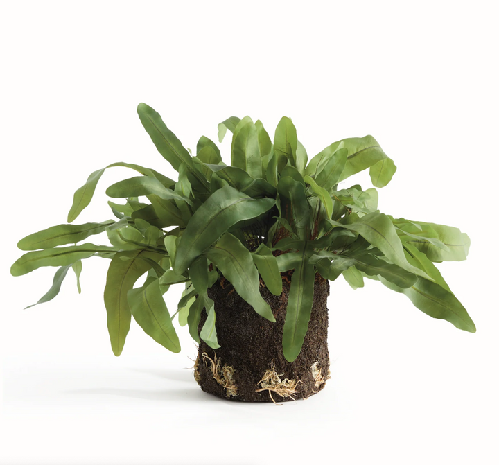FERN DROP-IN | 13.5"