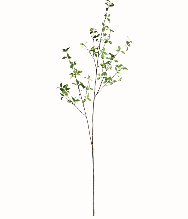 PITTOSPORUM BRANCH 78"