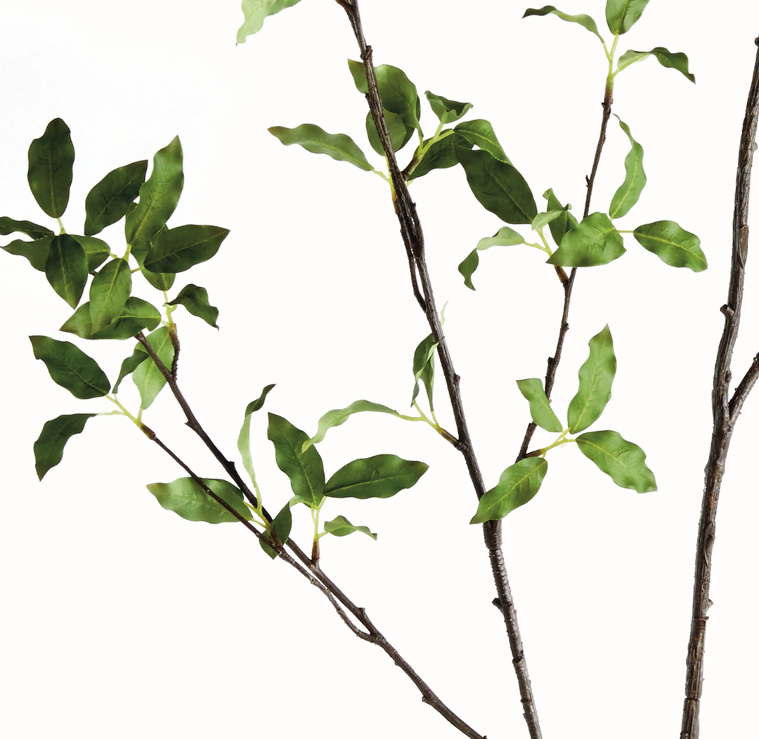 PITTOSPORUM BRANCH 78"