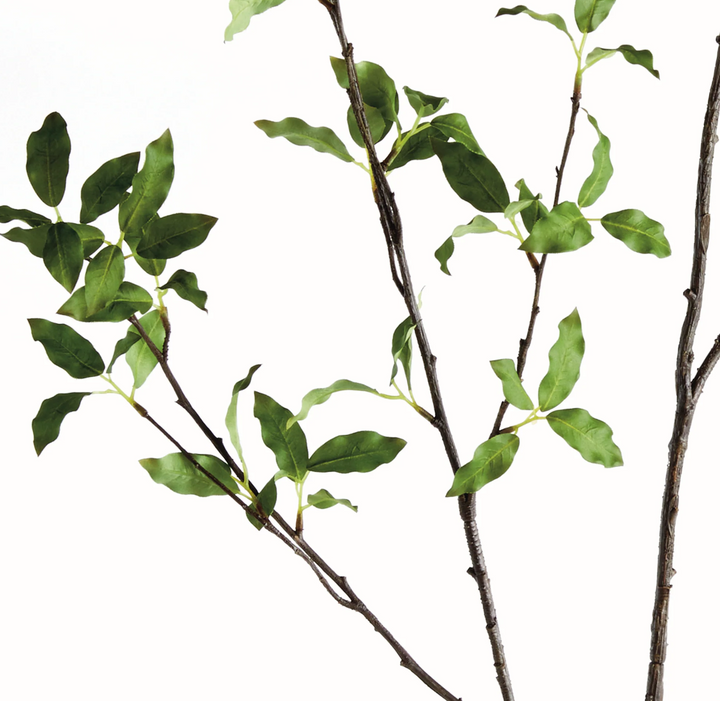 PITTOSPORUM BRANCH 78"