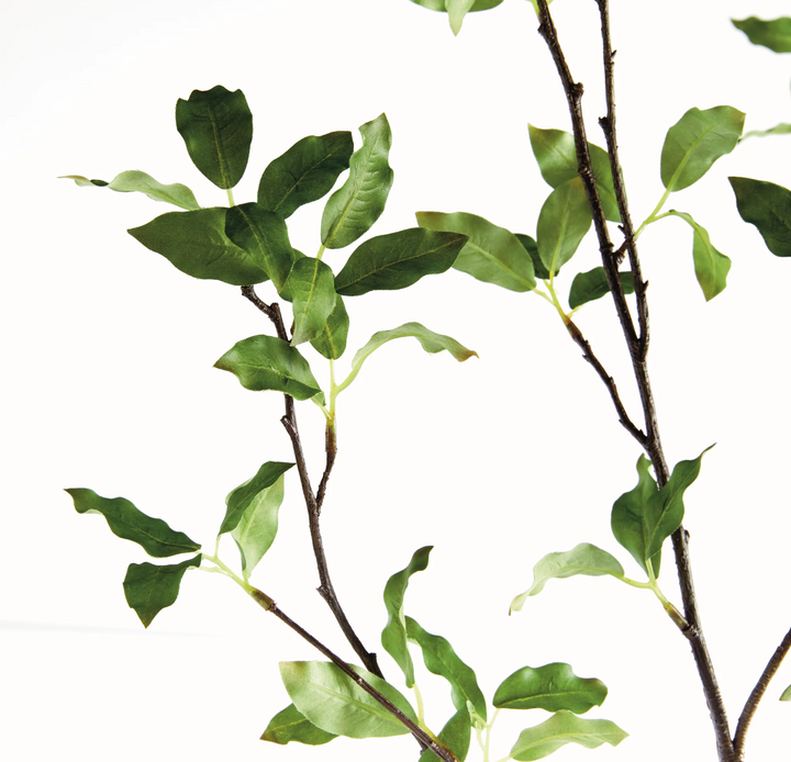 PITTOSPORUM BRANCH 78"
