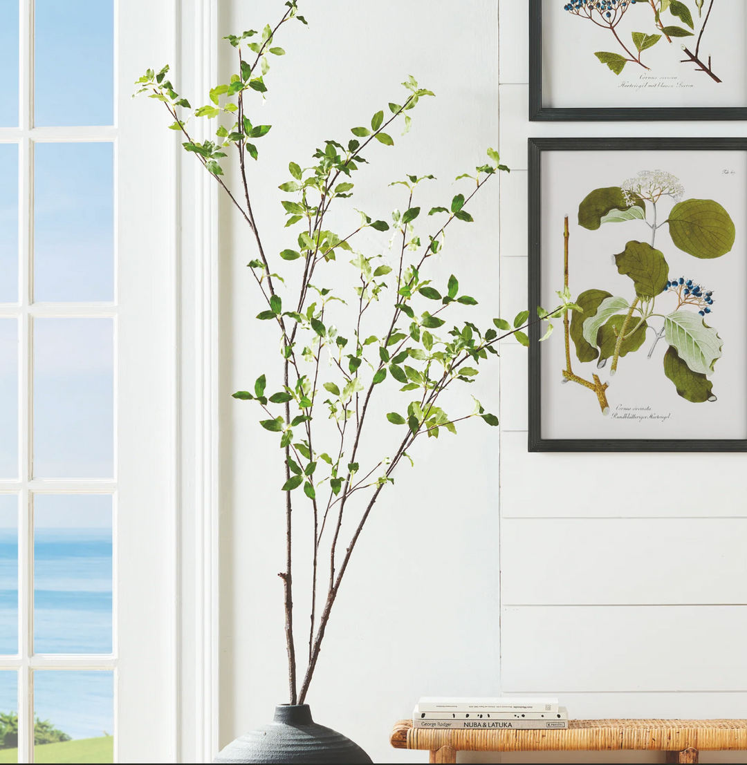 PITTOSPORUM BRANCH 78"