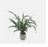 Potted Eucalyptus