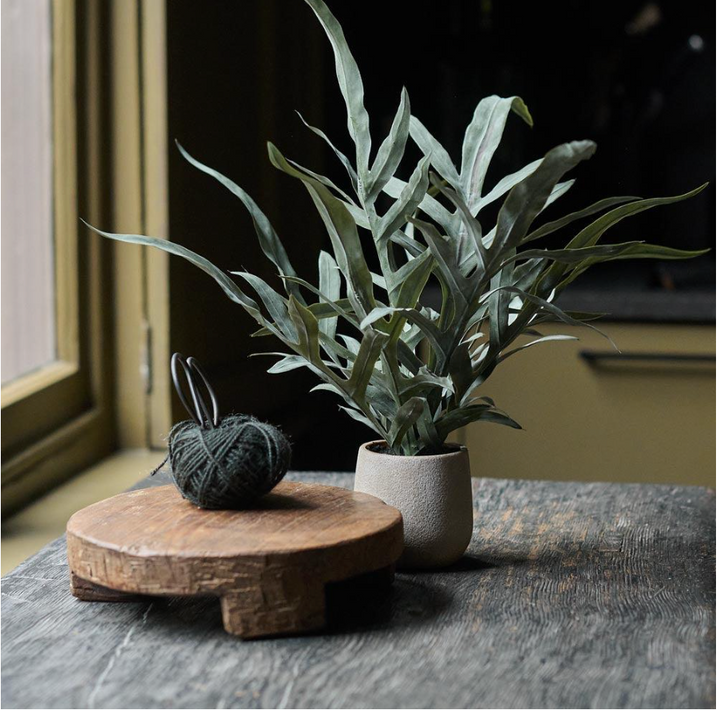 Potted Eucalyptus