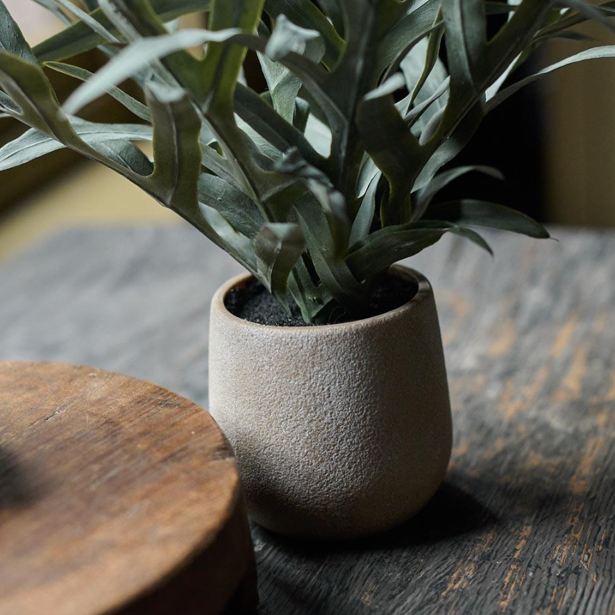 Potted Eucalyptus