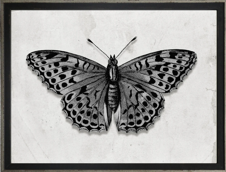 Entomology A | Art 24" x 18"