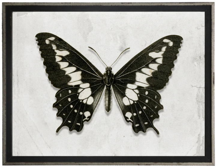 Entomology B | Art 24" x 18"