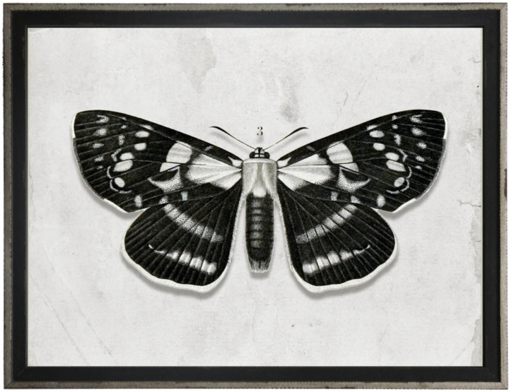 Entomology C | Art 24" x 18"