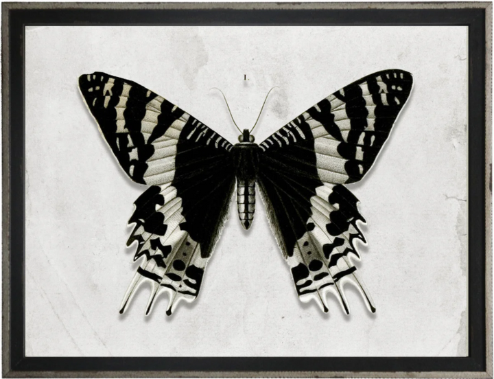 Entomology D | Art 24" x 18"