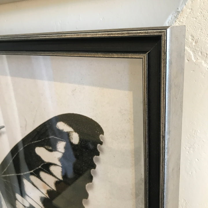 Entomology A | Art 24" x 18"